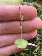 Acianthus sinclairii