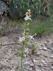 Ipomopsis aggregata candida