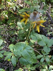 Arnica latifolia