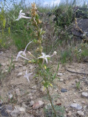 Ipomopsis aggregata candida