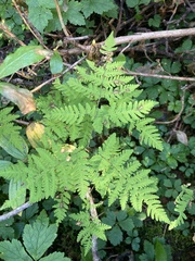 Gymnocarpium dryopteris