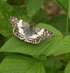 Heliopetes domicella