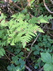 Gymnocarpium dryopteris