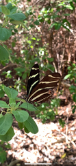 Heliconius charithonia