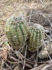 Echinocereus reichenbachii caespitosus