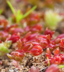 Crassula decumbens