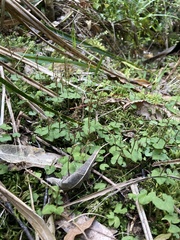 Acianthus sinclairii