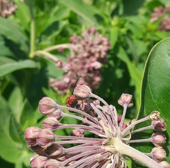 Tetraopes tetrophthalmus
