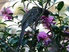 Anthochaera chrysoptera