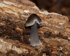 Mycena leptocephala