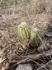 Echinocereus reichenbachii caespitosus