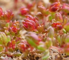 Crassula decumbens