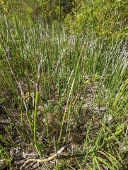 Equisetum hyemale