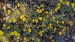 Eriogonum umbellatum