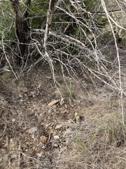 Echinocereus reichenbachii caespitosus