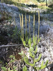 Lycopodium clavatum