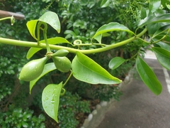 Artabotrys hexapetalus