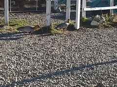 Theristicus melanopis