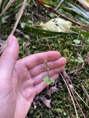 Acianthus sinclairii