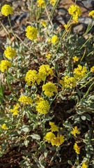 Eriogonum umbellatum