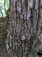 Aleurodiscus oakesii