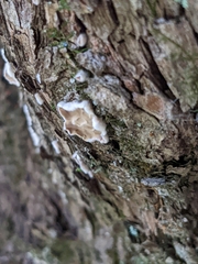 Aleurodiscus oakesii