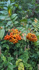 Sorbus scopulina