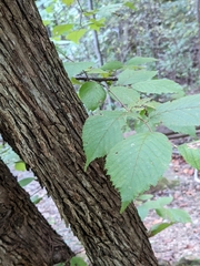Aleurodiscus oakesii