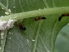 Crematogaster laeviuscula