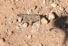 Lactista gibbosus