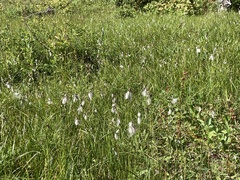Eriophorum angustifolium