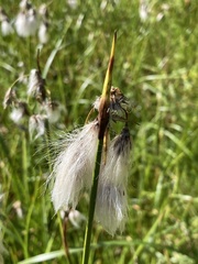 Eriophorum angustifolium