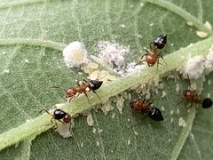 Crematogaster laeviuscula