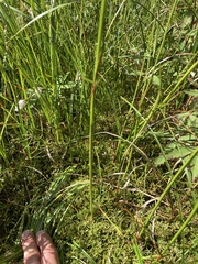 Eriophorum angustifolium