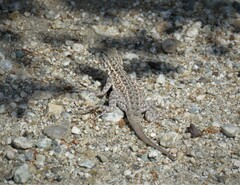 Uta stansburiana elegans