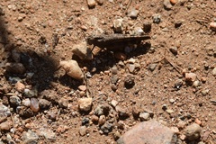 Lactista gibbosus