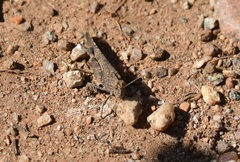 Lactista gibbosus