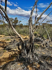 Eucalyptus incrassata