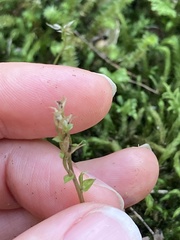 Acianthus sinclairii