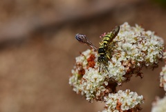 Eucerceris provancheri