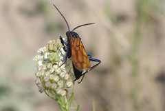 Pepsis grossa