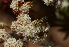 Eucerceris provancheri