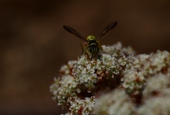 Eucerceris provancheri