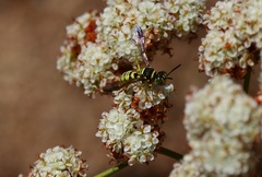 Eucerceris provancheri