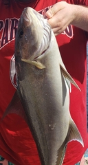 Seriola dumerili