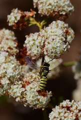 Eucerceris provancheri
