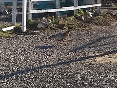 Theristicus melanopis