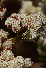 Eucerceris provancheri
