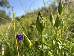 Gentianopsis crinita