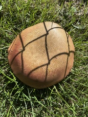Calvatia